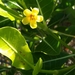 Gardenia rutenbergiana - Photo (c) Helene Ralimanana, algunos derechos reservados (CC BY-NC), subido por Helene Ralimanana
