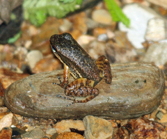 Mannophryne trinitatis