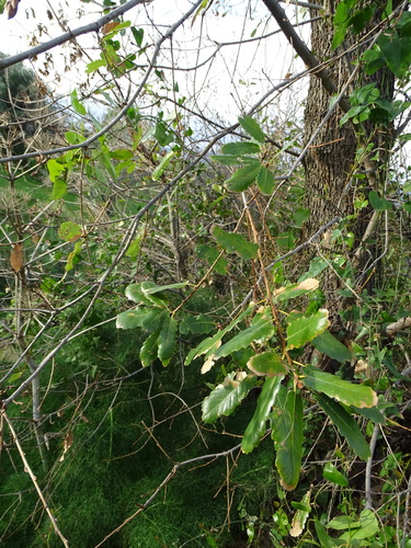 Image of Quercus infectoria by (c) Grzegorz Grzejszczak, some rights reserved (CC BY-SA)