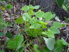 Ficaria verna chrysocephala