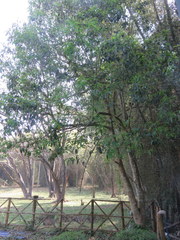Actinodaphne malabarica