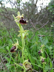Ophrys mammosa