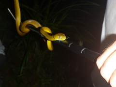 Boiga cyanea