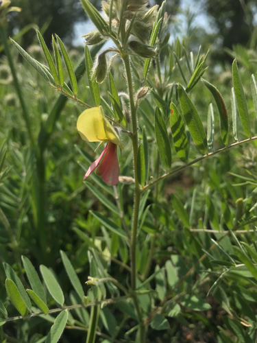 iNaturalist observation photo of goat's rue