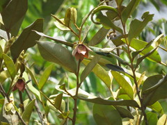 Duguetia furfuracea