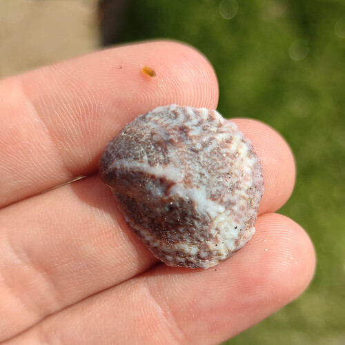 Crepipatella dilatata