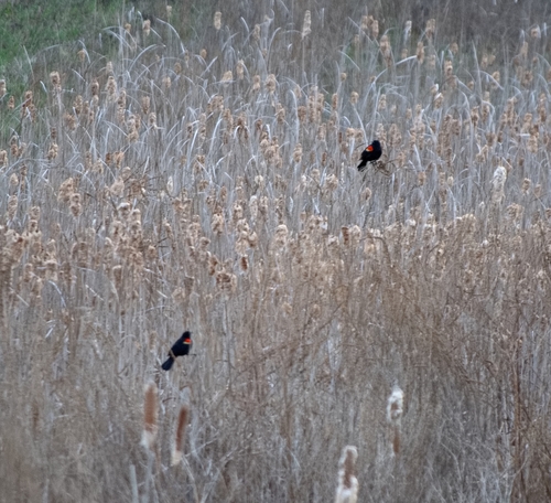 Red-winged Blackbird