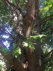 Gleditsia amorphoides
