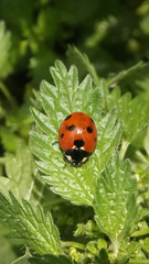 Coccinella algerica