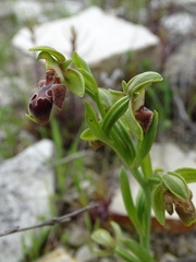 Ophrys umbilicata flavomarginata