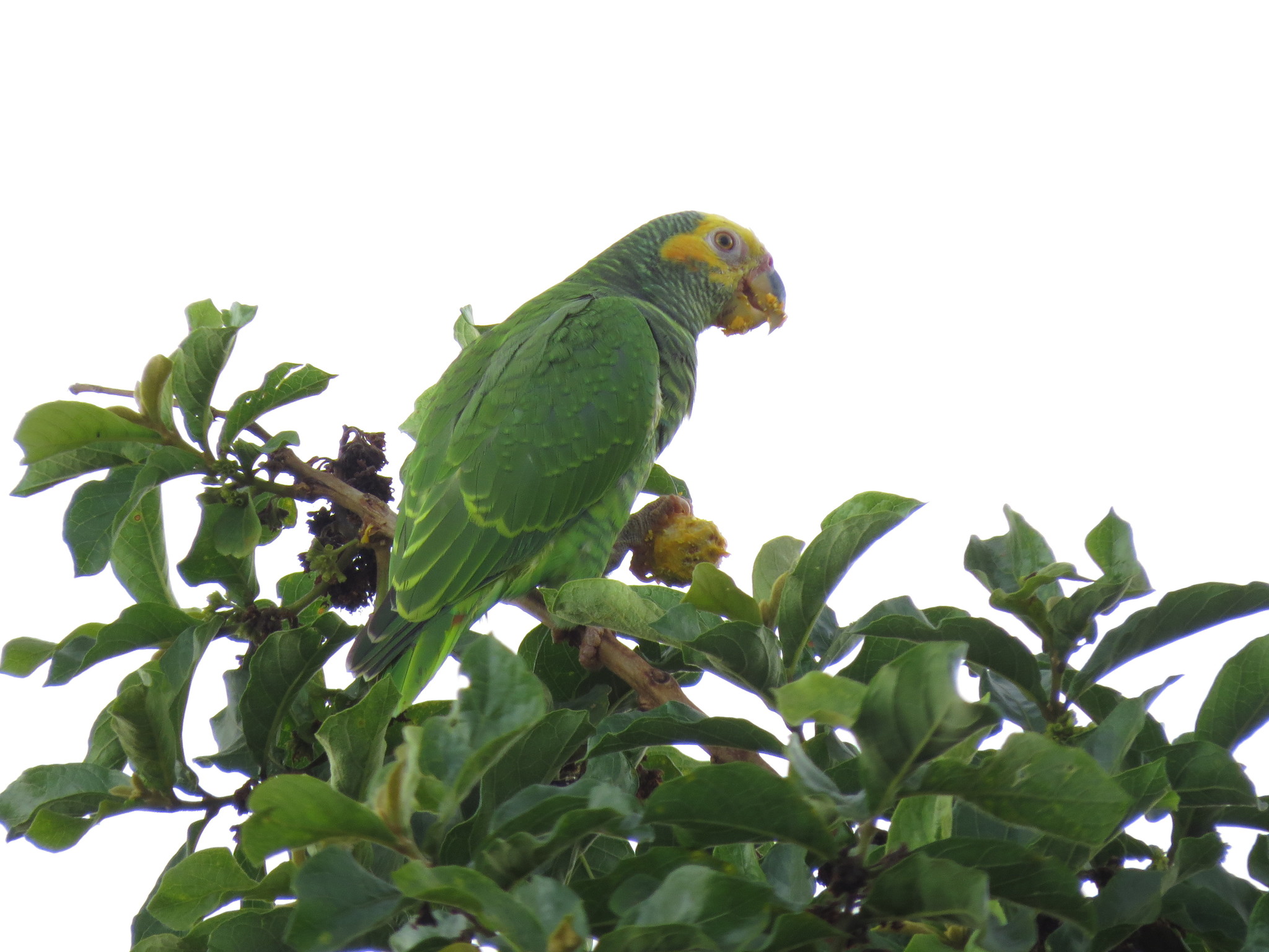 Yellow-faced Parrot (Alipiopsitta xanthops)