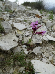 Silene aegyptiaca