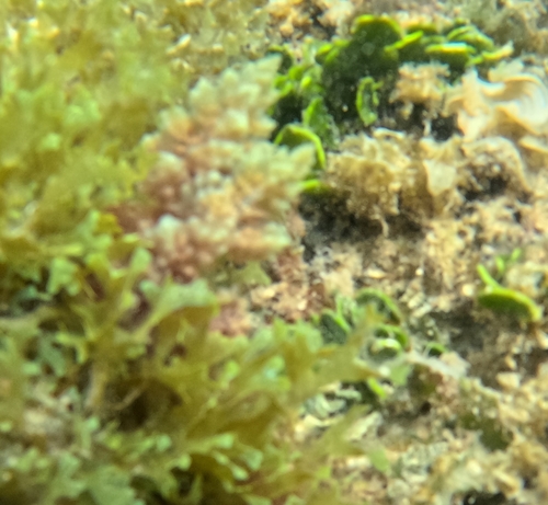 Asparagopsis taxiformis observed 2026-04-14