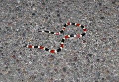 Micruroides euryxanthus