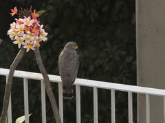 Rupornis magnirostris