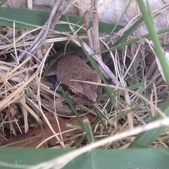 Physalaemus centralis