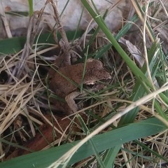 Physalaemus centralis