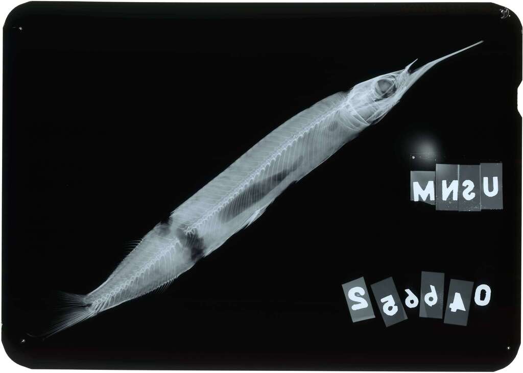 Choelo Halfbeak