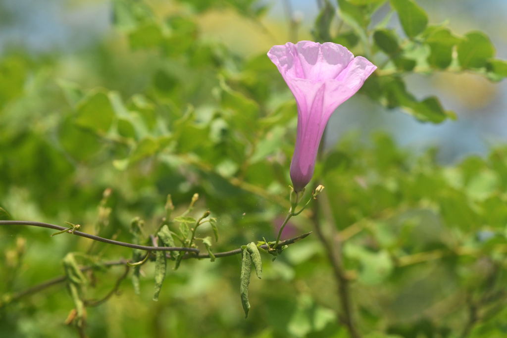 Ipomoea rosea