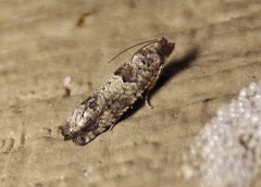 Pseudexentera knudsoni