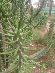 Austrocylindropuntia subulata