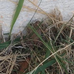 Physalaemus centralis