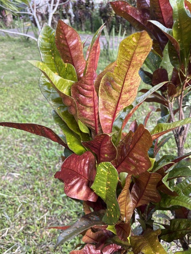 Codiaeum variegatum