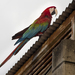 Red-and-green Macaw - Photo (c) Oswaldo Hernández, some rights reserved (CC BY-NC), uploaded by Oswaldo Hernández