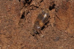 Mycetophagidae