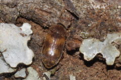 Mycetophagidae
