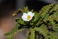 Chamaebatia australis