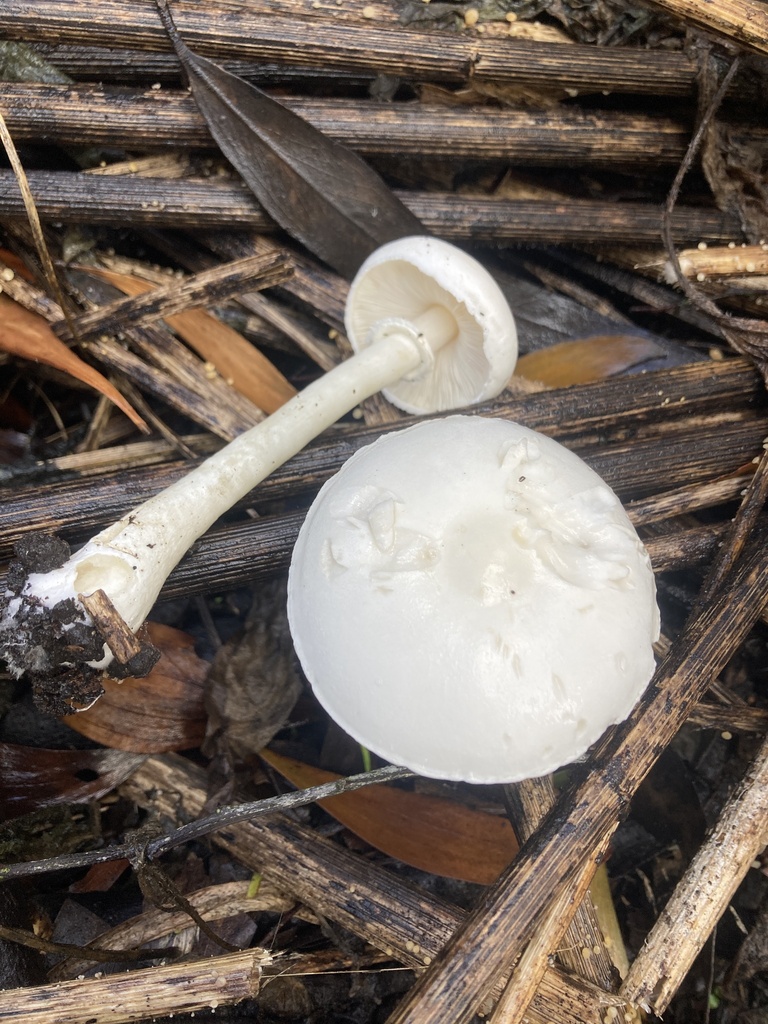 Leucocoprinus leucothites · April 2026 · photo: © leyton5 (iNaturalist, cc-by)