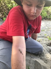 Cryptoblepharus eximius