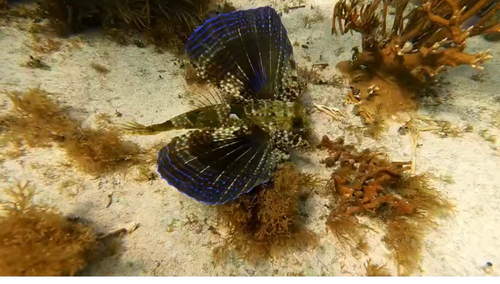 Dactylopterus volitans