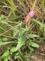 Oenothera tetraptera