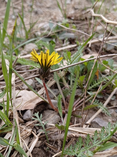 Taraxacum palustre, photograph 6