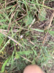 Cordylostigma virgatum