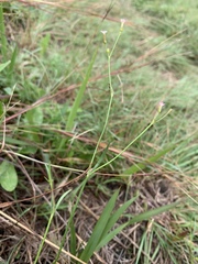 Cordylostigma virgatum