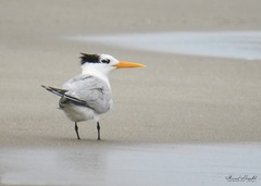 Thalasseus bengalensis