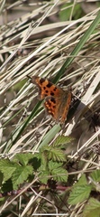 Polygonia c-album