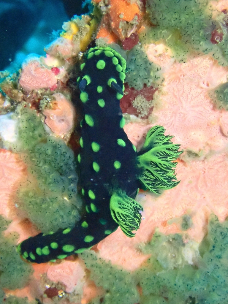 Crested Nembrotha