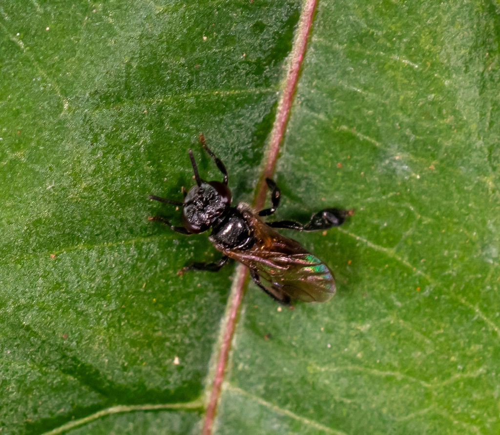 Scaura argyrea