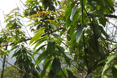 Ehretia longiflora