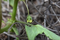 Physalis cordata
