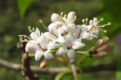 Ehretia longiflora