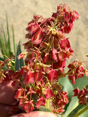Rumex venosus, photograph (c) Cody Hinchliff, some rights reserved (CC BY)