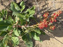 Rumex venosus, photograph (c) Cody Hinchliff, some rights reserved (CC BY)