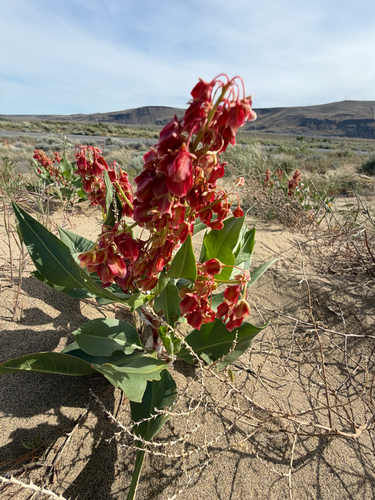 Rumex venosus, photograph 4
