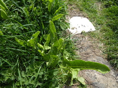jamie-aa, CC BY, iNaturalist via GBIF Armoracia rusticana, photograph jamie-aa, CC BY, iNaturalist via GBIF