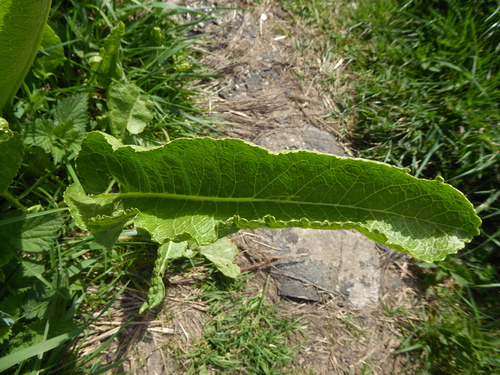 Armoracia rusticana, photograph 6